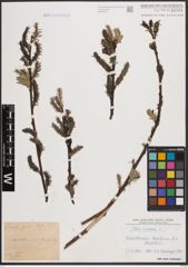 Foto von Salix cinerea L.